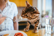 Bengal cat tastes breakfast from woman's fork