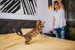 Woman has fun with Bengal cat on yellow bed