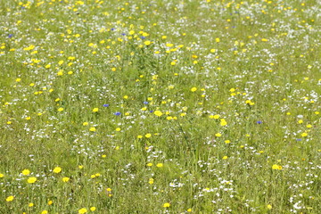 Blumenwiese mit Sommerblumen