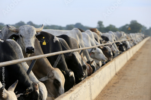 Fotografija  Pecuária - Confinamento