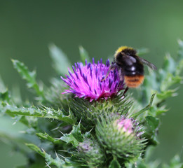 Wall Mural - Bombus pratorum	