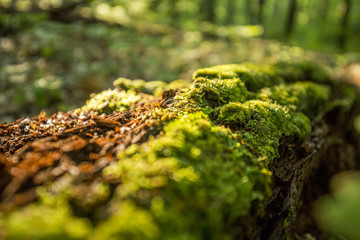 moss and rotting log close up