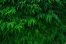 Bamboo Leaves Background