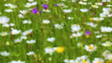 Wall Mural - Closeup view of defocused wild plants of different kinds moving in wind on summer day. Daisies and other growth in countryside area. Real time full hd video footage.