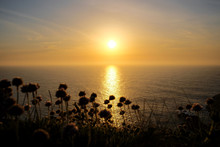 Scenics View Of Wild Flowers And Ocean During Sunset