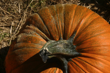 Closeup of Fresh Pumpkin in the Farm Field