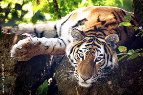 Dekoracja na wymiar  tygrys-syberyjski-odpoczywa-w-zaroslach