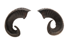 Pair Of Ram Horns