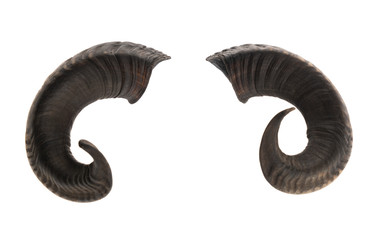 pair of ram horns