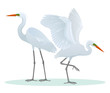Color set, illustration with two different, detailed drawings, Great Egrets of the Ardea alba species. Vector, isolated on background.