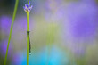 Dragonfly.  A Dragonfly rests on the stem of a flower.