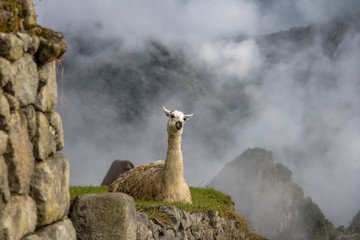 Sticker - Llamas at Machu Picchu Inca Ruins - Sacred Valley, Peru