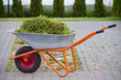Wheelbarrow with garden waste on a lawn
