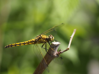 Wall Mural - Dragonfly (might be 