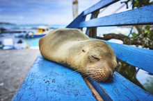 A Sleeping Sea Lion On A Blue Bench