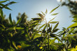 Wild agricultural hemp grows in the countryside