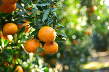 Mandarins pickup in the orchard