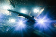 Sturgeon in Shadows of Aquarium Lights