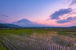 富士山と水田