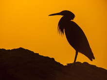 A Pacific Reef Heron In Silhouette, Ko Chang, Thailand