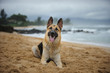 German Shepherd dog lying on ocean beach in Hawaii