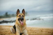 German Shepherd dog lying on Hawaii beach