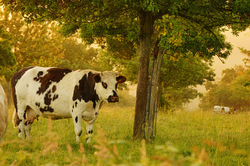 Fotomurales - Animal ferme vache 204