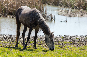 A horse in the pasture on a green lawn