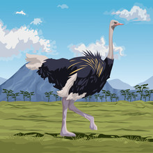 Colorful Scene African Landscape With Ostrich Standing