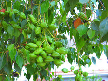 Clump Of Green Seedpods On Unknown Tree