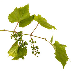 Clusters of young unripe grapes on the vine. Isolated on white background