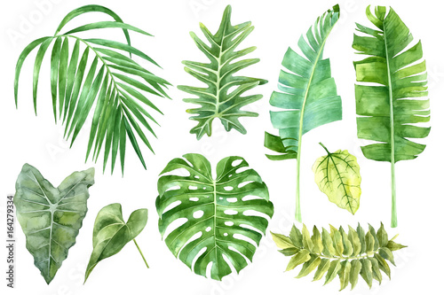 Set of tropical watercolor leaves Poster Mural XXL