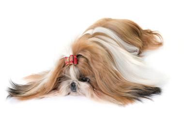 Canvas Print - shihtzu in studio