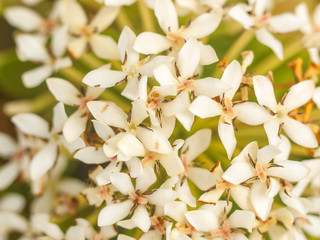 Macro shot of white flower petals, Thailand