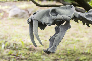 Wall Mural - Open jaw of skeletal tiger skeleton.