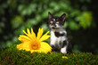 Adorable little kitten with a sunflower