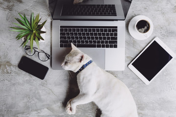 Poster - cat pet sleeping on work desk
