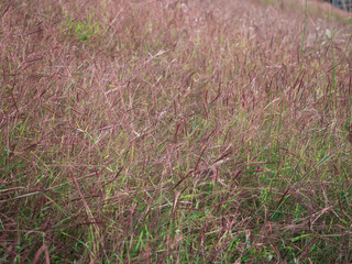 Flower and grass at relax morning time,the field with lights