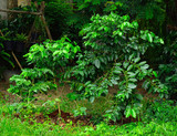 Fototapeta Do akwarium - coffee tree in the garden