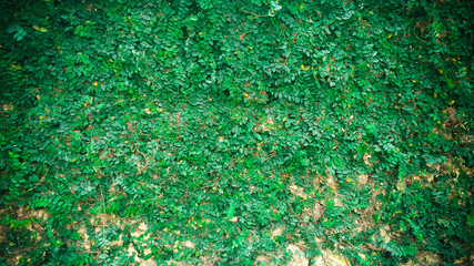 Wall Mural - green plant wall background