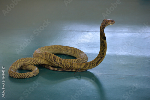 Zdjęcie XXL król kobra w snake show, Tajlandia