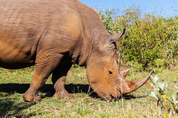 Wall Mural - rhino grazing in savannah at africa