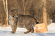 Bobcat (Lynx rufus) Looks Back