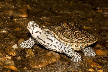 northern diamondback terrapin