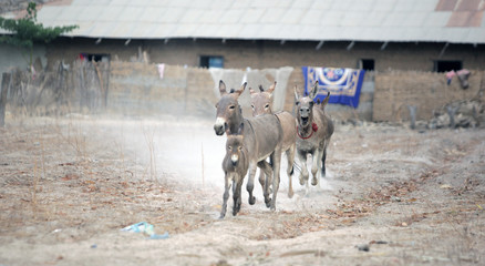 Wall Mural - donkey family running in Africa