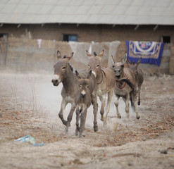 Wall Mural - donkey family running in Africa