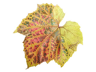 Wall Mural - vine leaf in autumn fall colour cut out and isolated on a white background