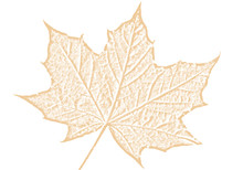 Maple Leaf Brown Sketch Drawing Cut Out And Isolated On A White Background