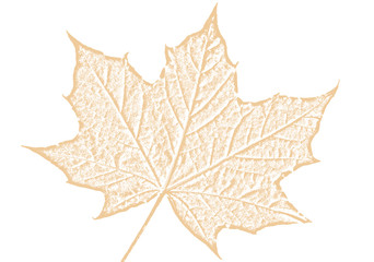Wall Mural - maple leaf brown sketch drawing cut out and isolated on a white background