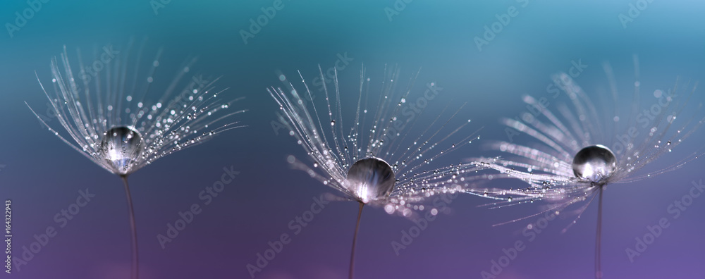 Drops on dandelion seeds. Three beautiful macro dandelions. - obrazy, fototapety, plakaty 